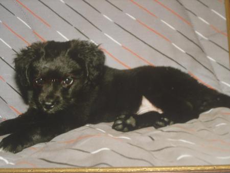 popi, mon chien mort